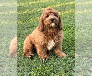 Cavapoo Puppy for sale in BOWLING GREEN, KY, USA