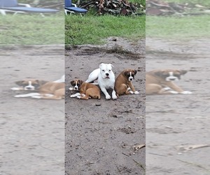 Boxer Puppy for sale in OSTEEN, FL, USA