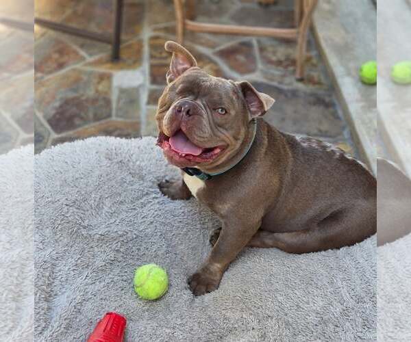 Medium Photo #1 American Staffordshire Terrier-French Bulldog Mix Puppy For Sale in Mission Viejo, CA, USA