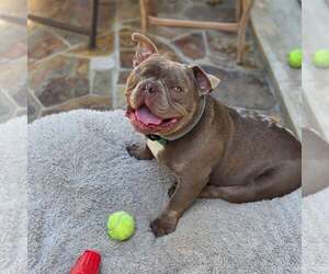 American Staffordshire Terrier-French Bulldog Mix Dogs for adoption in Mission Viejo, CA, USA