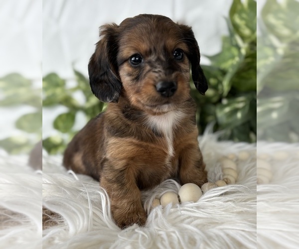 Medium Photo #2 Dachshund Puppy For Sale in ROCK STREAM, NY, USA