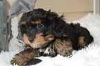 Small Photo #2 YorkiePoo Puppy For Sale in HONEY BROOK, PA, USA