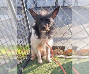 Mutt Dogs for adoption in Woodland, CA, USA