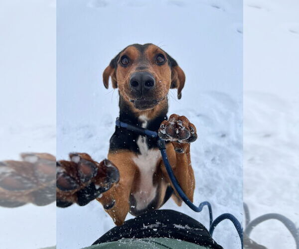 Medium Photo #8 Mutt Puppy For Sale in Pierceton , IN, USA