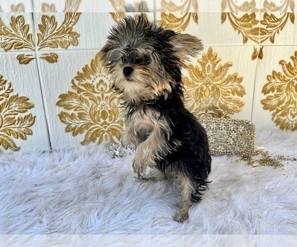 Medium Photo #4 Yorkshire Terrier Puppy For Sale in HAYWARD, CA, USA