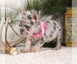 Small #4 French Bulldog