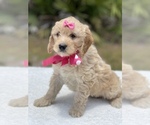 Small #9 Goldendoodle