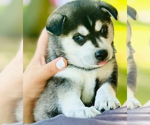 Huskimo Puppy for Sale in LA CROSSE, Wisconsin USA