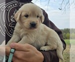 Small #4 Golden Retriever