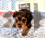 Small #19 Yorkshire Terrier