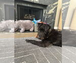 Small #5 Labradoodle