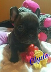 French Bulldog Puppy for sale in BELLMAWR, NJ, USA