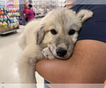 Small #6 Great Pyrenees Mix