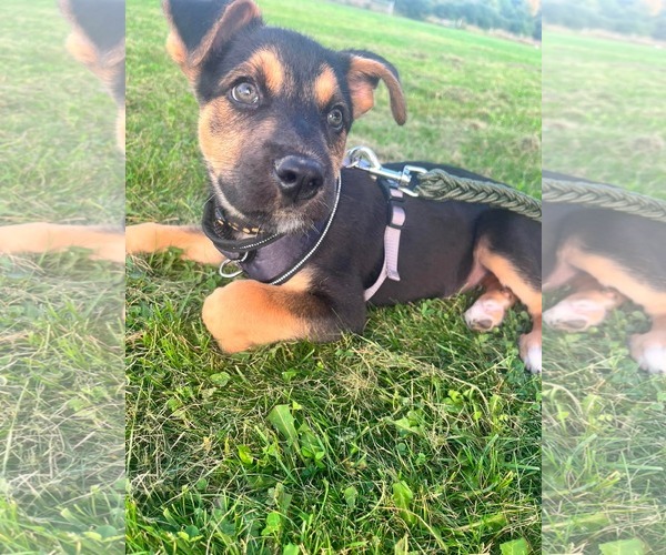 Medium Photo #1 Gerberian Shepsky Puppy For Sale in Oro Medonte, Ontario, Canada
