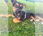 Small Gerberian Shepsky