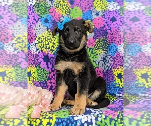 German Shepherd Dog Dog for Adoption in COCHRANVILLE, Pennsylvania USA