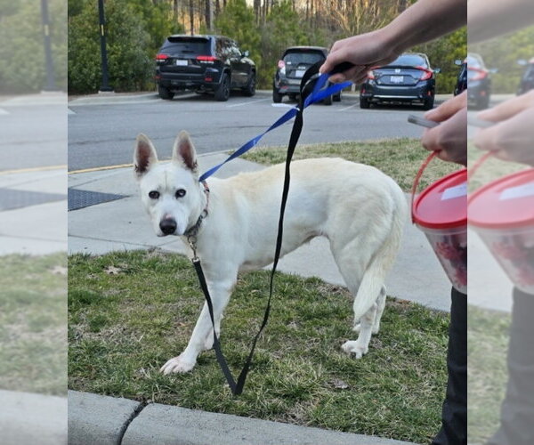 Medium Photo #18 Bull Terrier-Huskies  Mix Puppy For Sale in Winston Salem, NC, USA