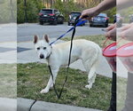 Small #17 Bull Terrier-Huskies  Mix