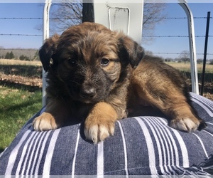 Australian Shepherd-German Shepherd Dog Mix Puppy for sale in DOSS, MO, USA