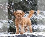 Small #13 Cockapoo-Goldendoodle Mix