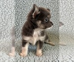 Small #3 Chihuahua