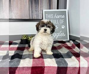 Havanese Puppy for sale in FRANKLIN, IN, USA