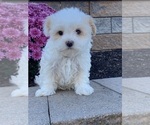 Small #3 Havanese
