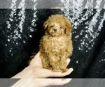 Small Photo #63 Poodle (Miniature) Puppy For Sale in WARSAW, IN, USA