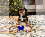Small Photo #3 Cavalier King Charles Spaniel Puppy For Sale in INDIANAPOLIS, IN, USA