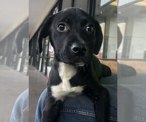 Pacey - Female Mutt Dog for Adoption - Photo #2