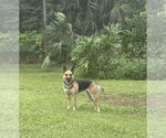 Small #2 German Shepherd Dog