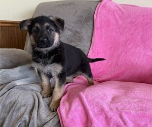 German Shepherd Dog Puppy for sale in THORP, WI, USA