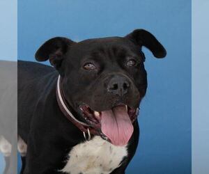 American Pit Bull Terrier Dogs for adoption in Pasadena, CA, USA
