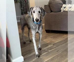 Miniature Labradoodle Dogs for adoption in San Diego, CA, USA
