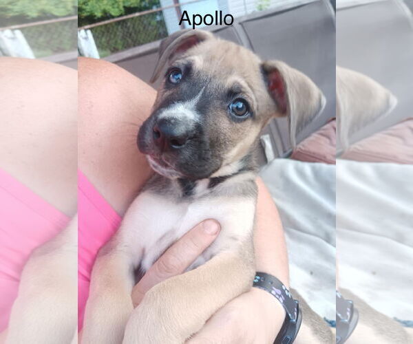 Medium Photo #11 Boxer-Unknown Mix Puppy For Sale in Clinton , MI, USA