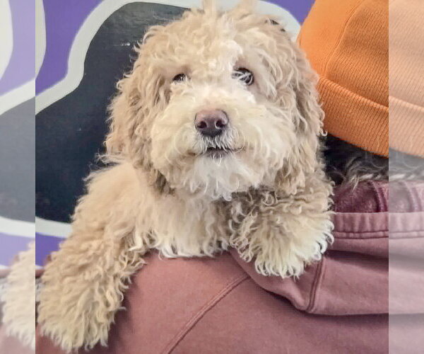 Medium Photo #4 Bernese Mountain Dog-Unknown Mix Puppy For Sale in Huntley, IL, USA