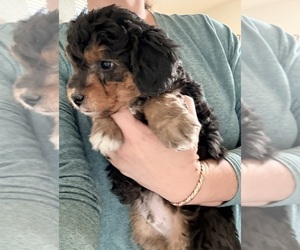Aussiedoodle Miniature  Puppy for sale in SCOTTSDALE, AZ, USA