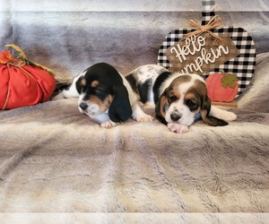 Basset Hound Puppy for sale in CLAREMORE, OK, USA