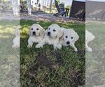 Small Photo #7 Golden Retriever Puppy For Sale in ELVERTA, CA, USA