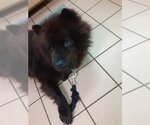 Small #2 Chow Chow