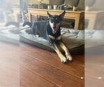 Small #2 Australian Kelpie