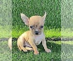 Small #1 Chihuahua