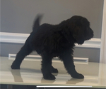 Small Photo #93 Bernedoodle-Labradoodle Mix Puppy For Sale in MILFORD, NJ, USA