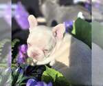 Small #3 French Bulldog