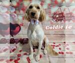 Small Photo #1 Goldendoodle Puppy For Sale in KIMBALL, MN, USA