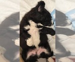 Small Photo #6 Aussiedoodle Puppy For Sale in CRAWFORDSVILLE, IN, USA