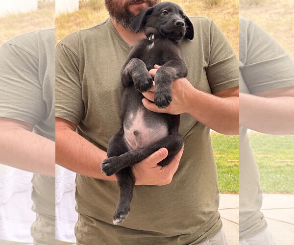 Medium Photo #2 Labrador Retriever-Unknown Mix Puppy For Sale in Sandy, UT, USA