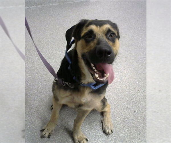 Medium Photo #1 German Shepherd Dog-Unknown Mix Puppy For Sale in Pasadena, TX, USA