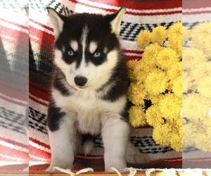 Siberian Husky Puppy for sale in FREDERICKSBG, OH, USA