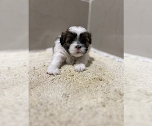 Mal-Shi Puppy for sale in FRESNO, CA, USA